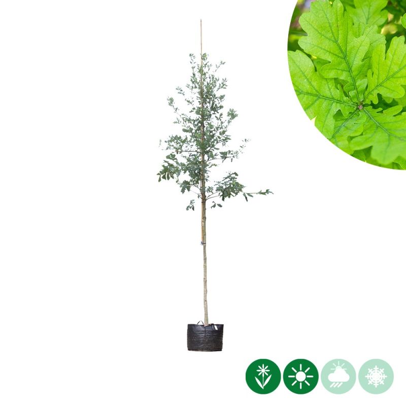 Quercus robur 