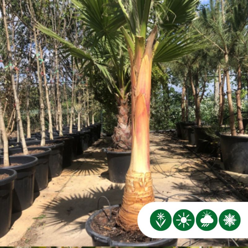 Washingtonia robusta - gestripte stam