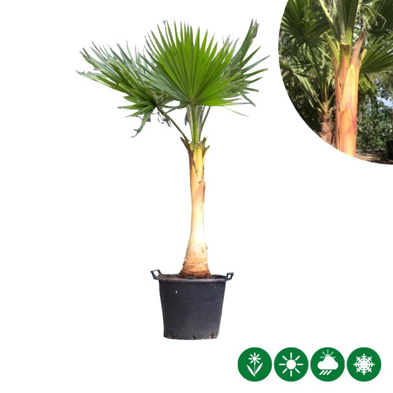 Washingtonia robusta - gestripte stam