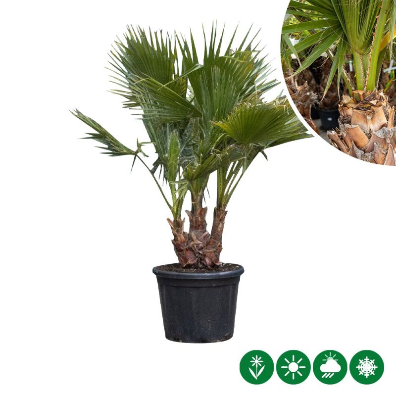 Washingtonia robusta - meerstammig