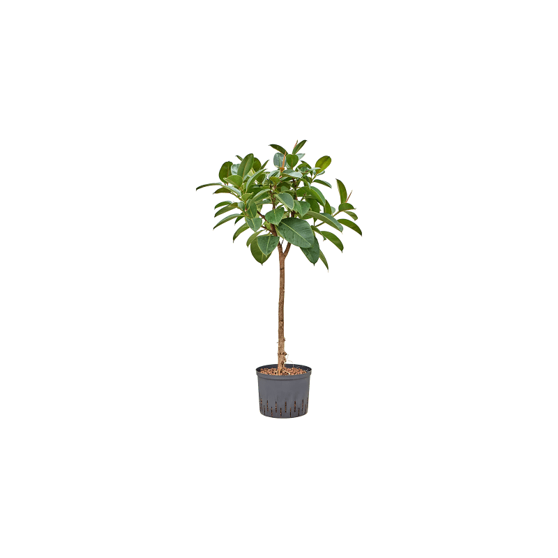 Ficus Robusta op stam 