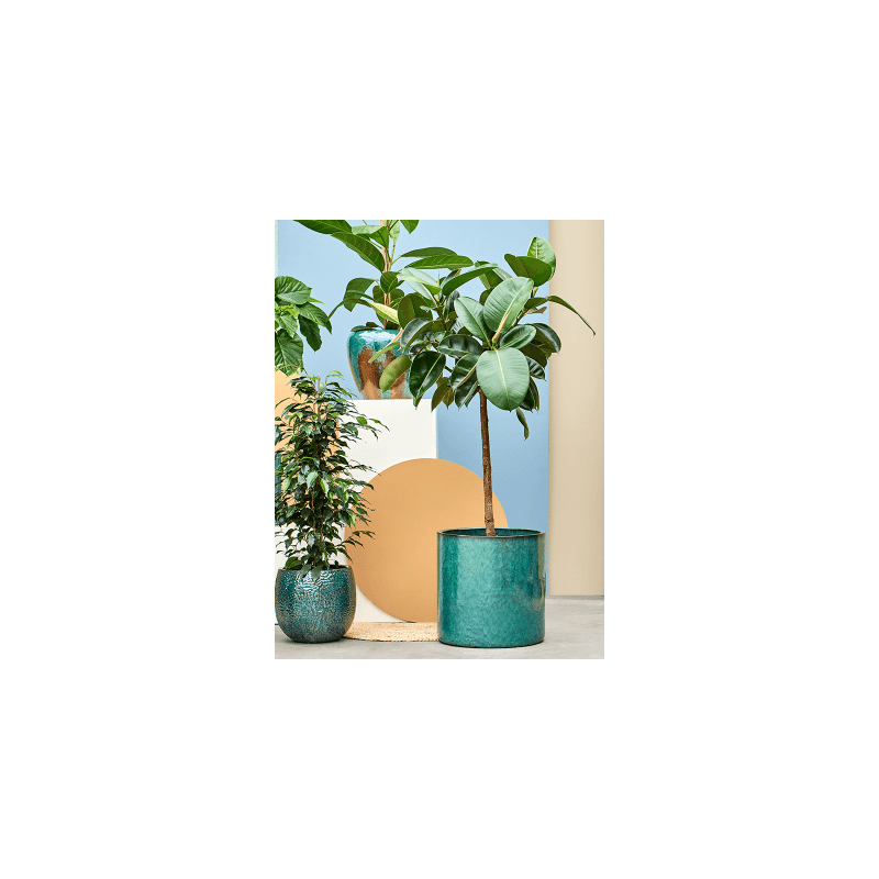 Ficus Robusta op stam 