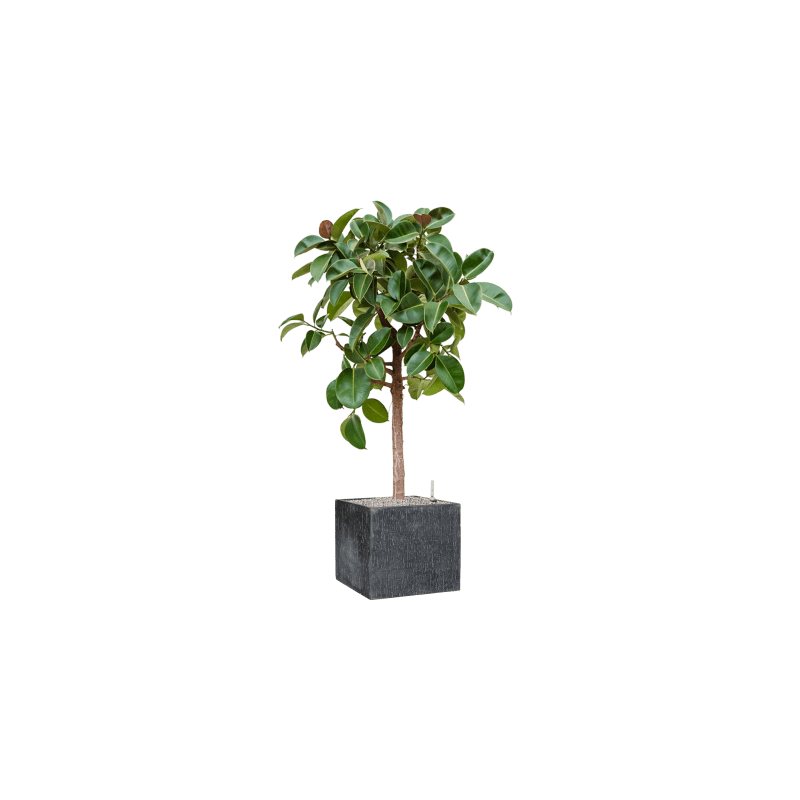 Ficus Robusta op stam