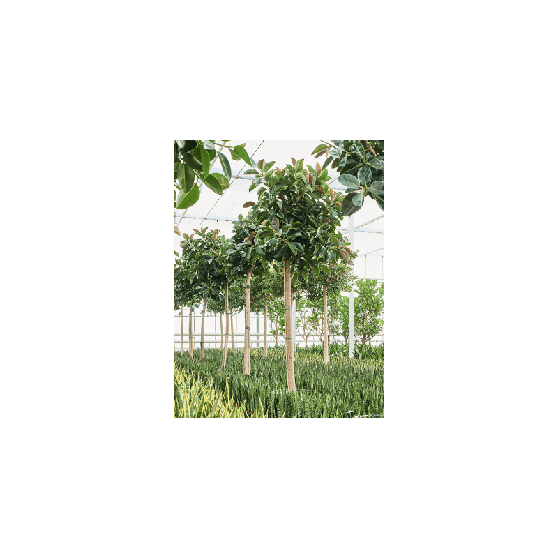 Ficus Robusta op stam XXXXL