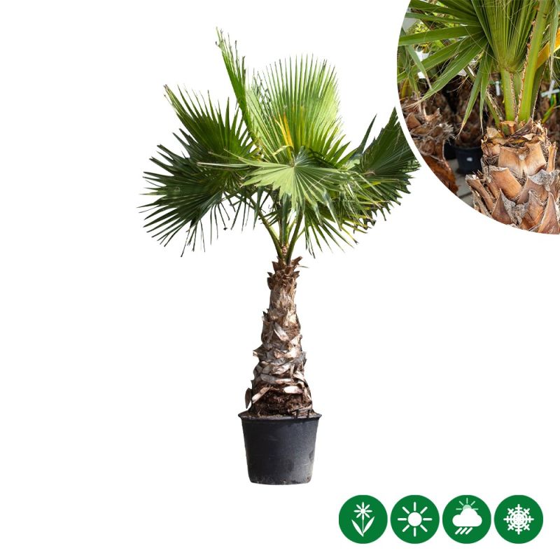 Washingtonia robusta 