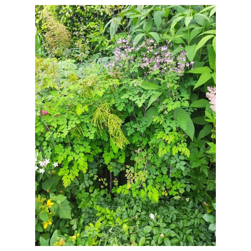 Thalictrum rochebrunianum