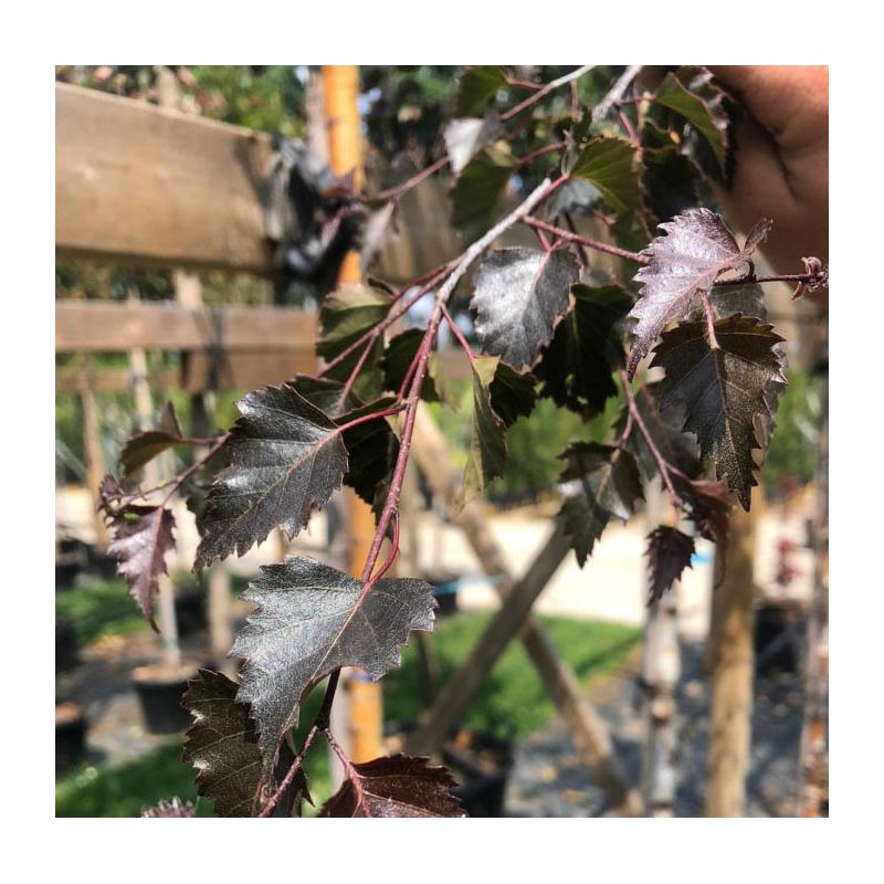 Betula Pendula Royal Frost