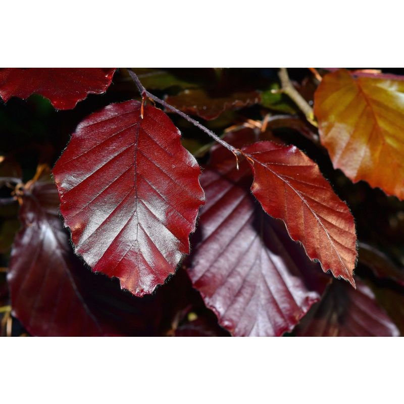Fagus Atropunicea - haag
