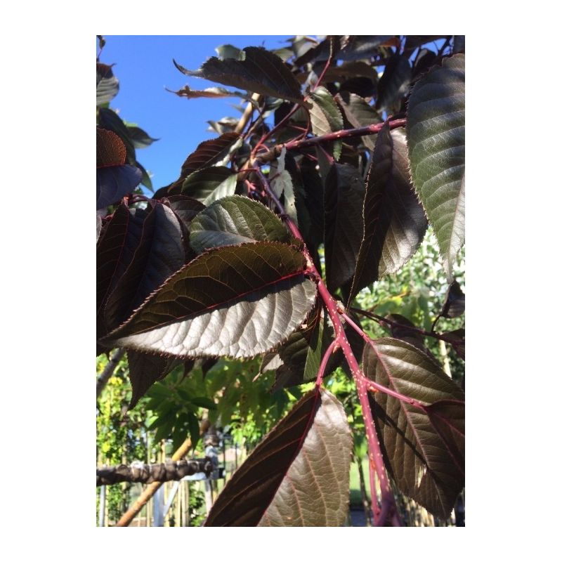 Prunus Serrulata 'Royal Burgundy'