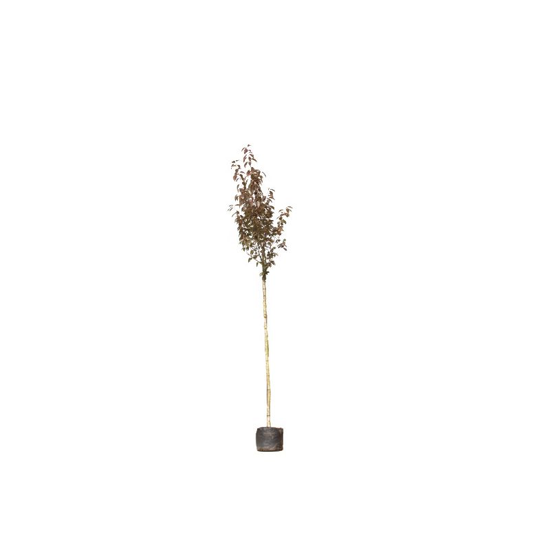 Prunus Serrulata Royal Burgundy