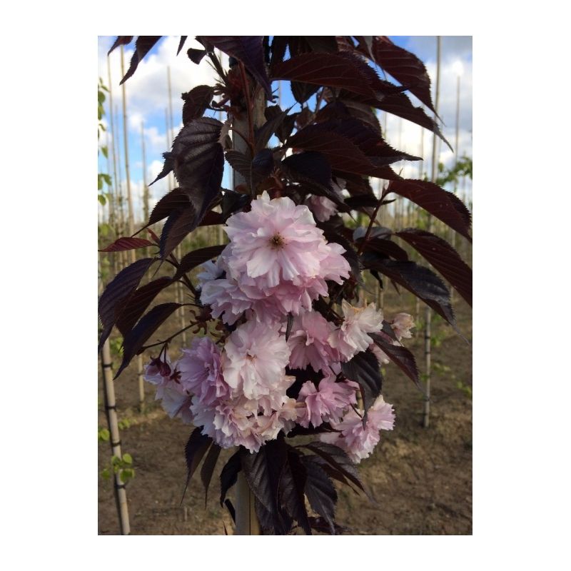 Prunus Serrulata 'Royal Burgundy'