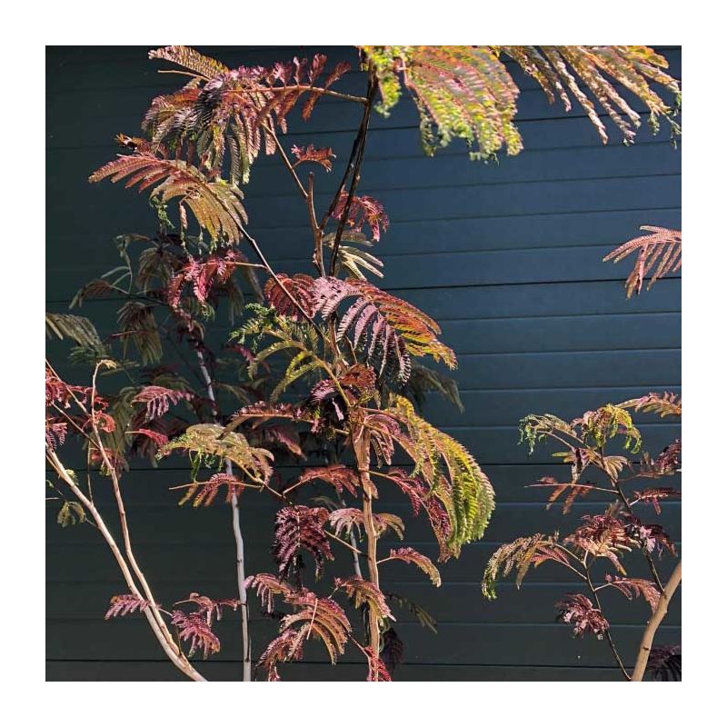 Albizia Julibrissin Summer Chocolate- meerstammig