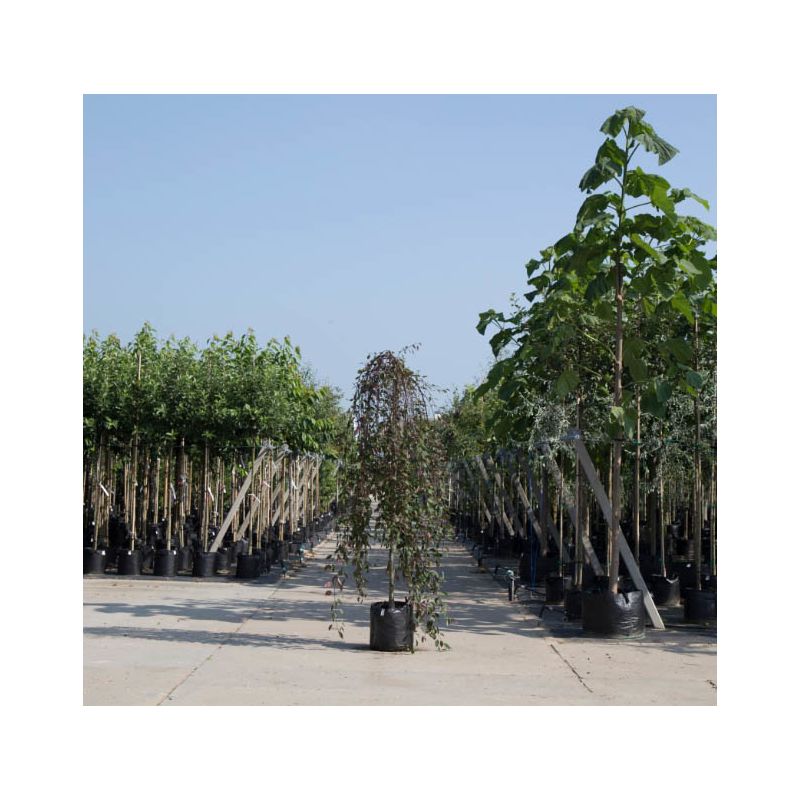 Malus Royal Beauty