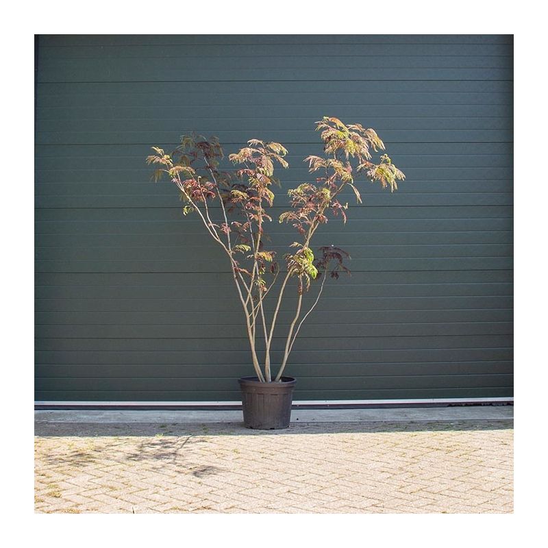 Albizia Julibrissin Summer Chocolate- meerstammig