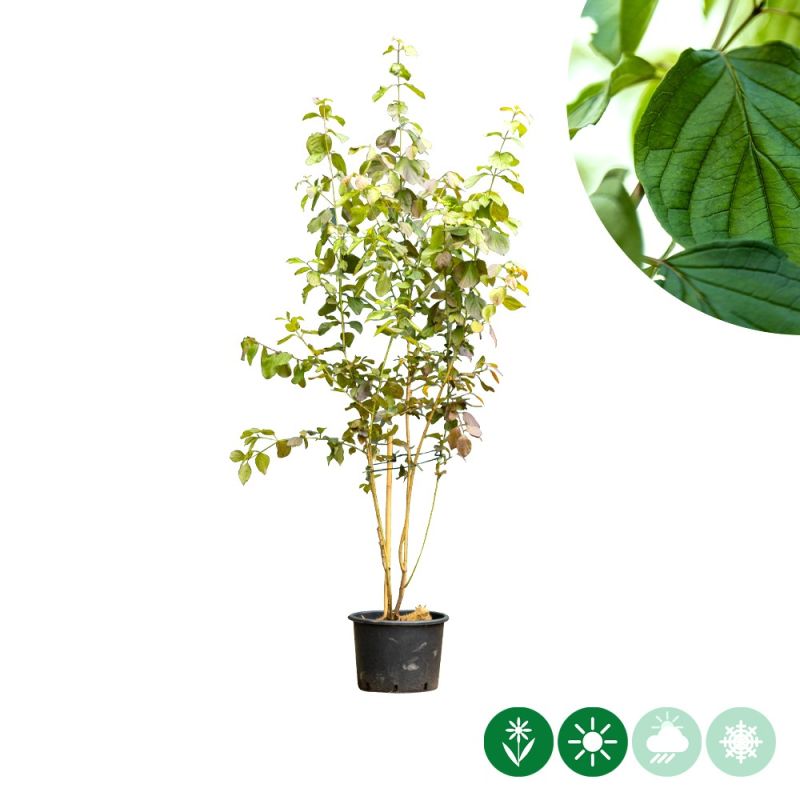 Cornus sanguinea - meerstammig