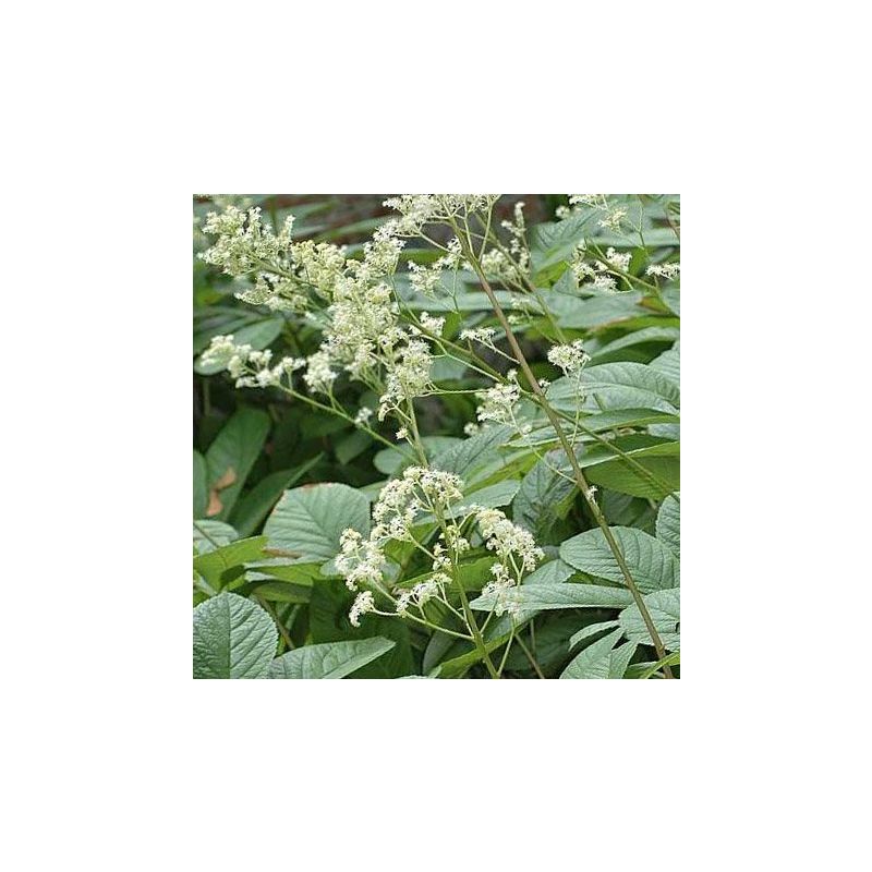 Rodgersia sambucifolia 