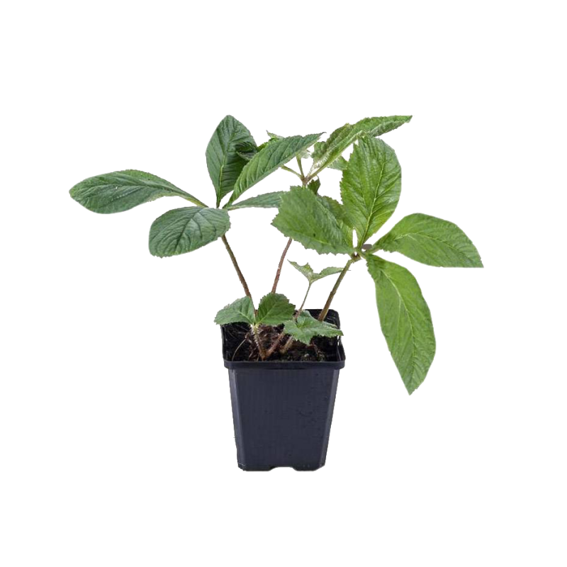 Rodgersia sambucifolia 