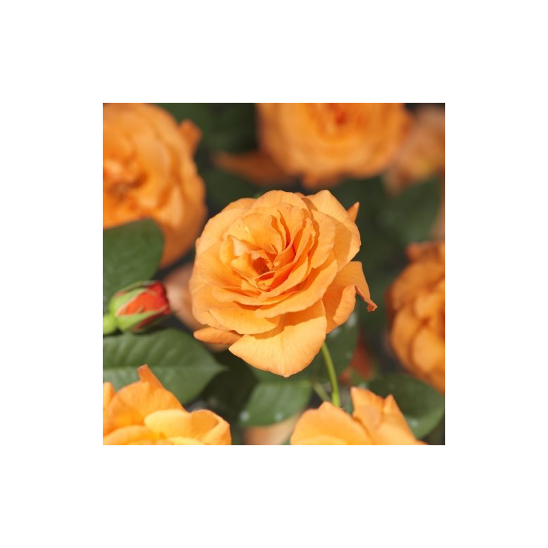 Rosa 'Orange Climber'