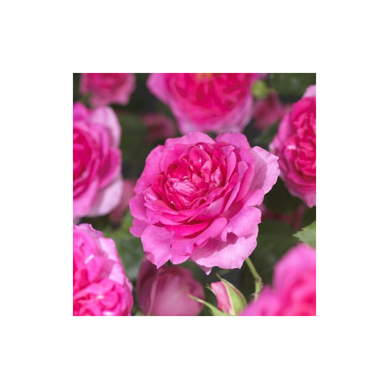 Rosa Pink Climber