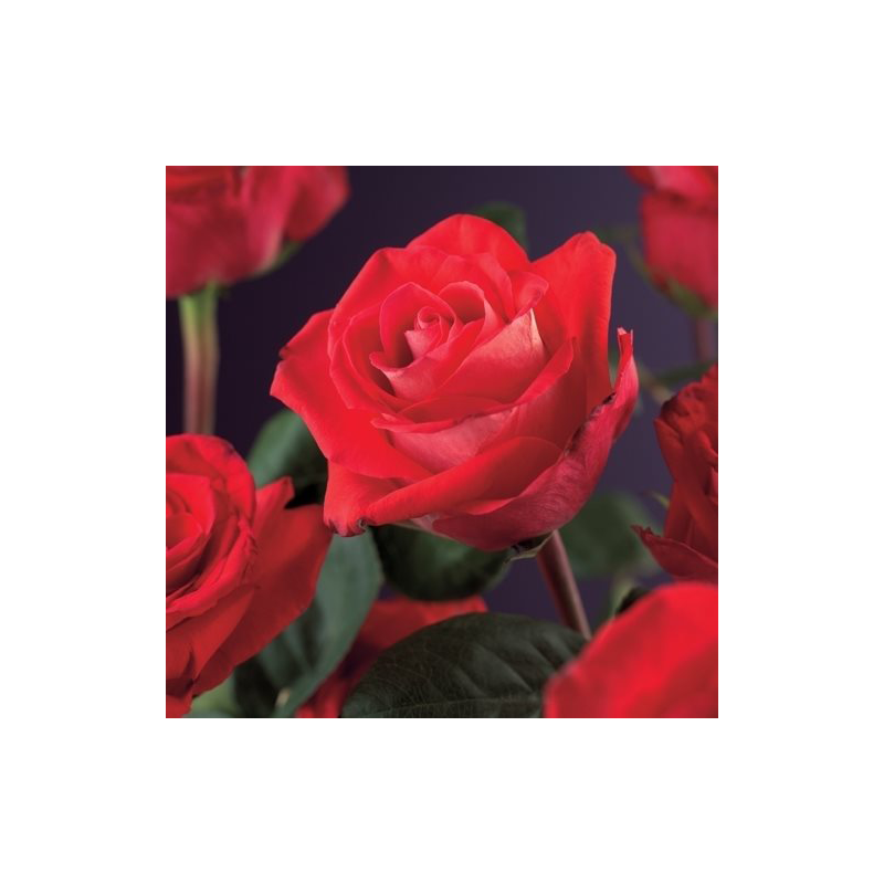 Rosa 'Red Climber'