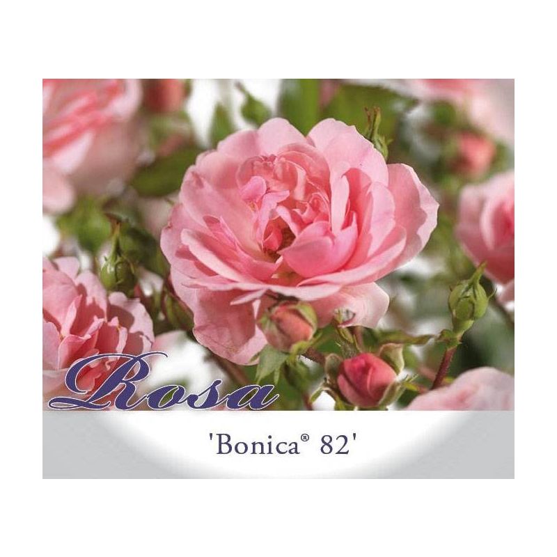 Rosa 'Bonica 82'