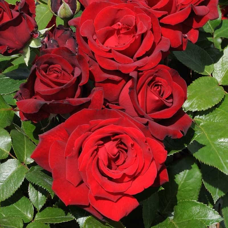 Rosa Ingrid Bergman op stam