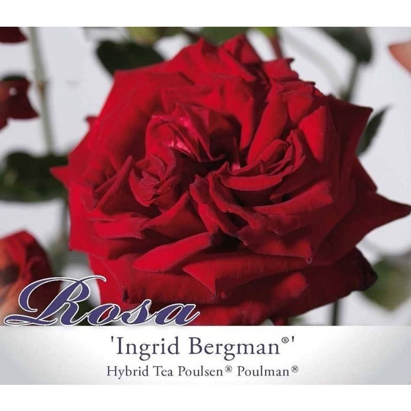 Rosa Ingrid Bergman op stam