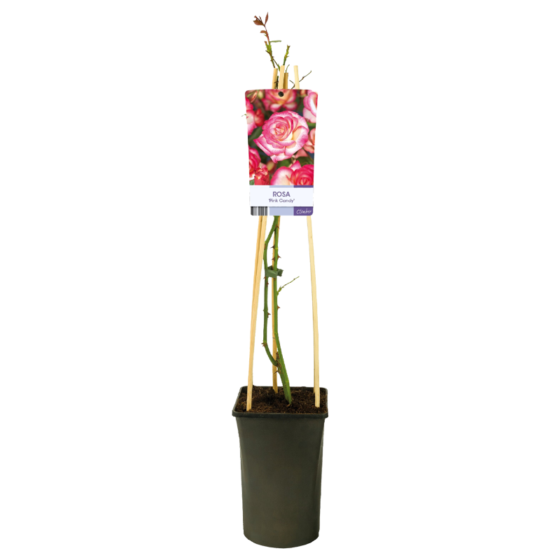 Rosa Pink Candy