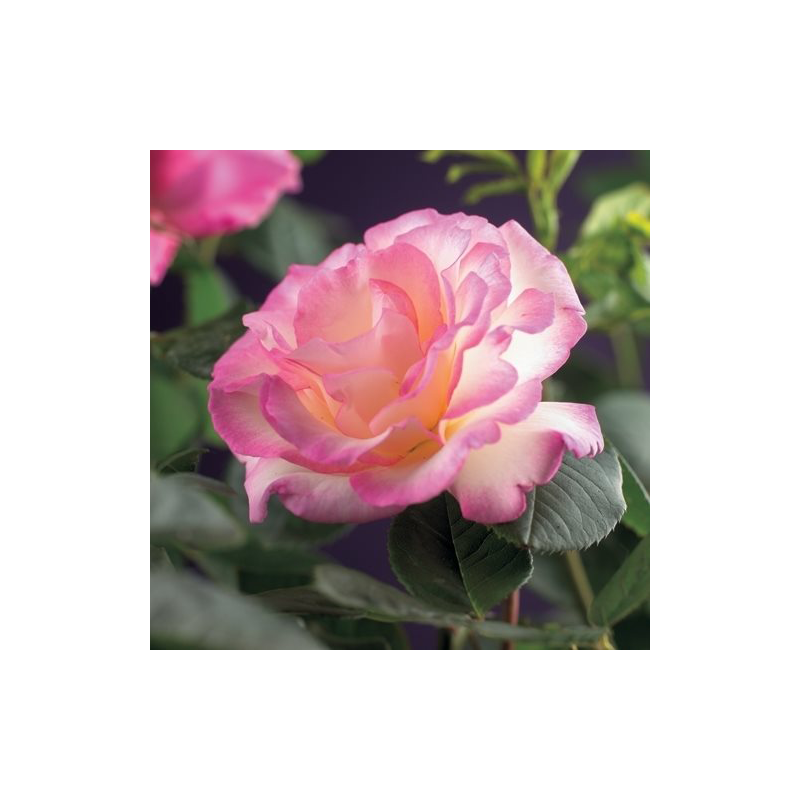 Rosa Pink Candy