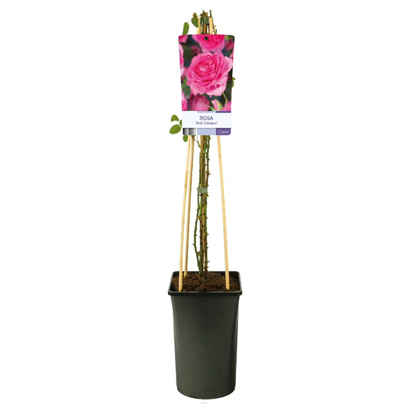 Rosa Pink Climber