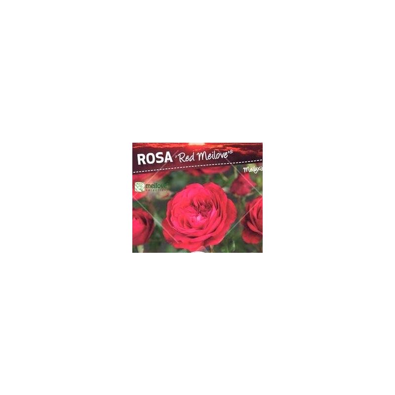 Rosa Red Meilove op stam