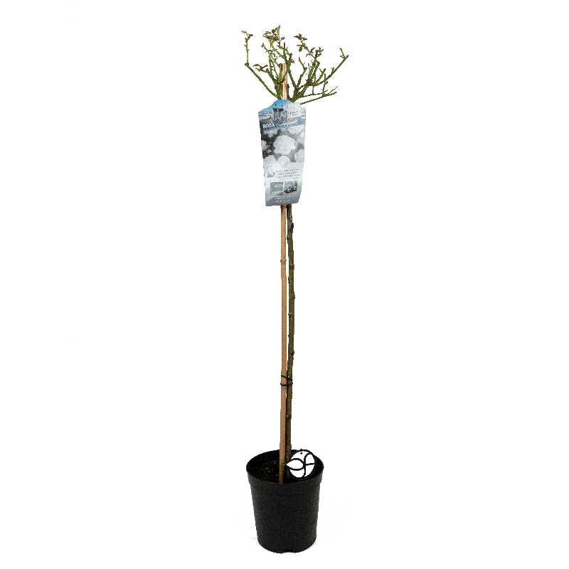 Rosa Schneewittchen op stam