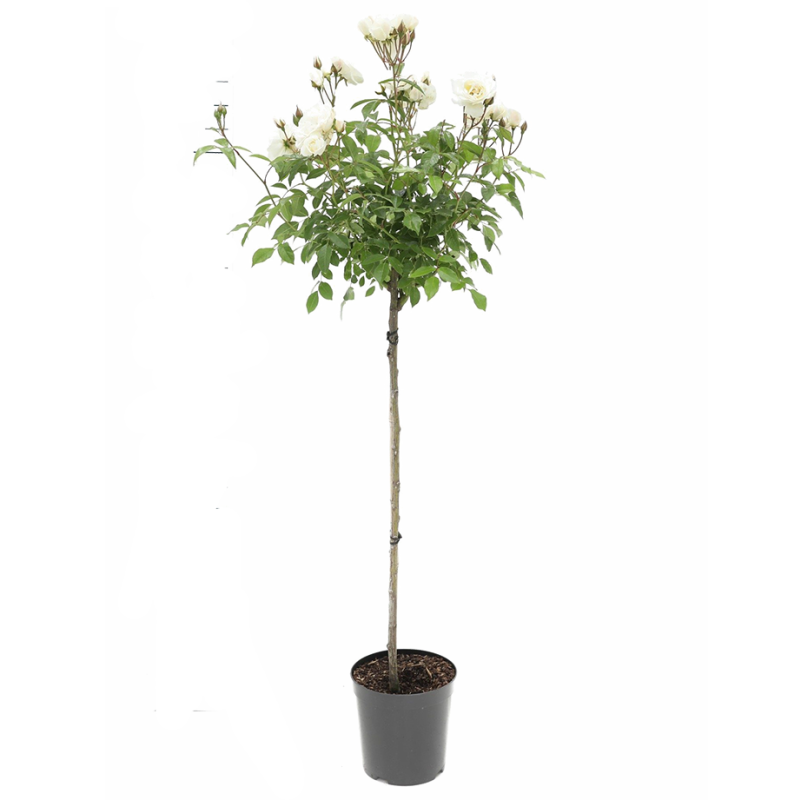 Rosa Schneewittchen op stam