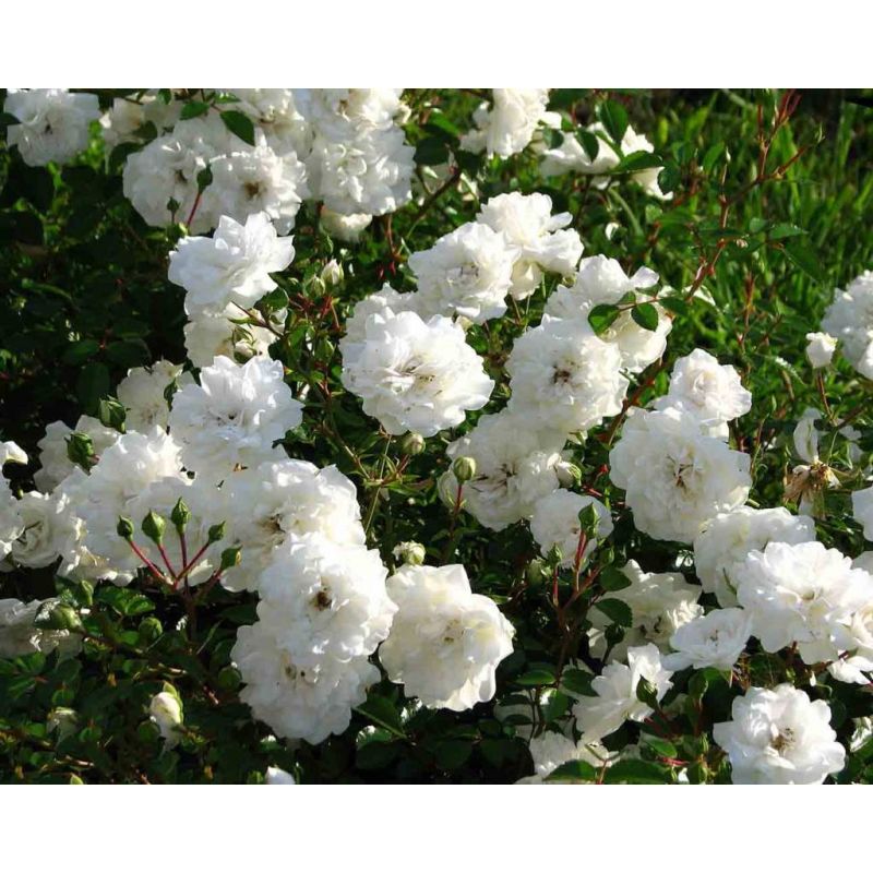 Rosa 'Sea Foam'