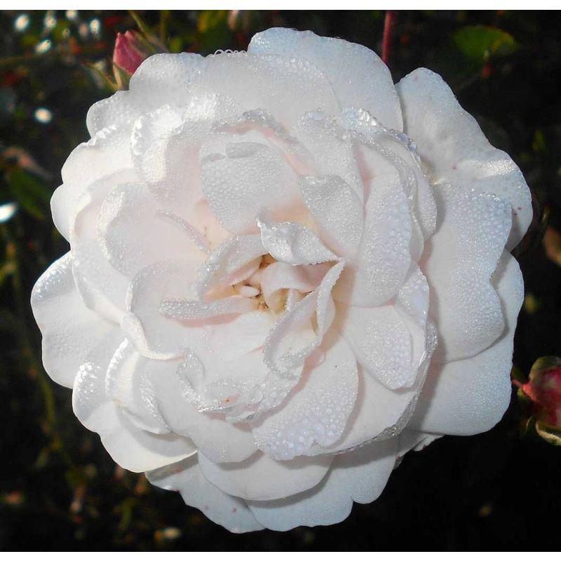 Rosa 'Sea Foam'