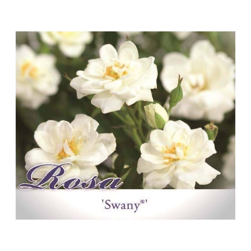 Rosa 'Swany'