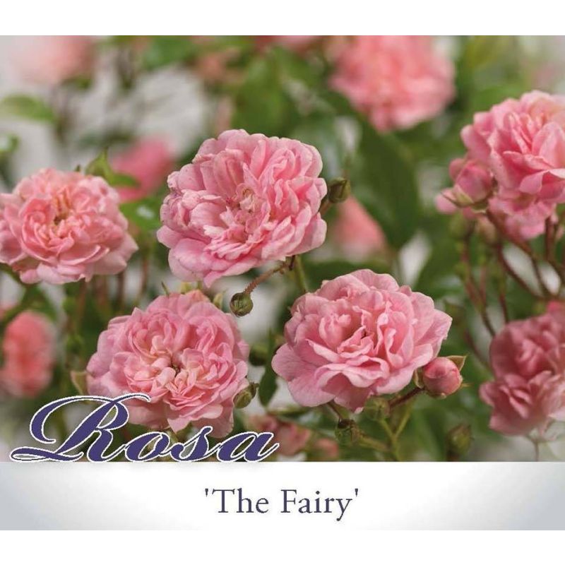 Rosa 'The Fairy'