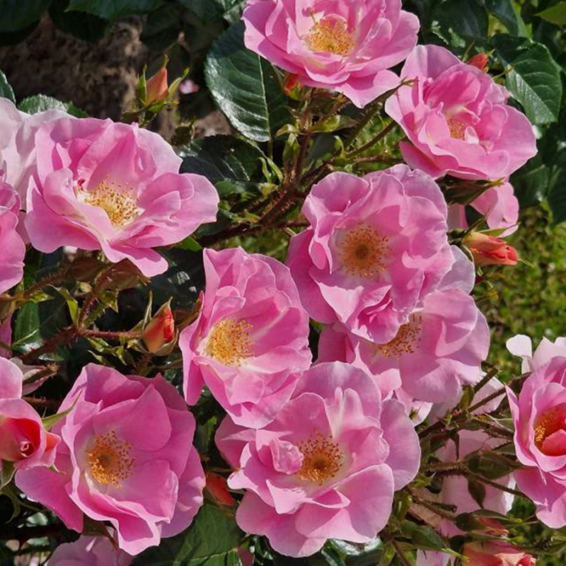 Rosa Lavender Dream op stam