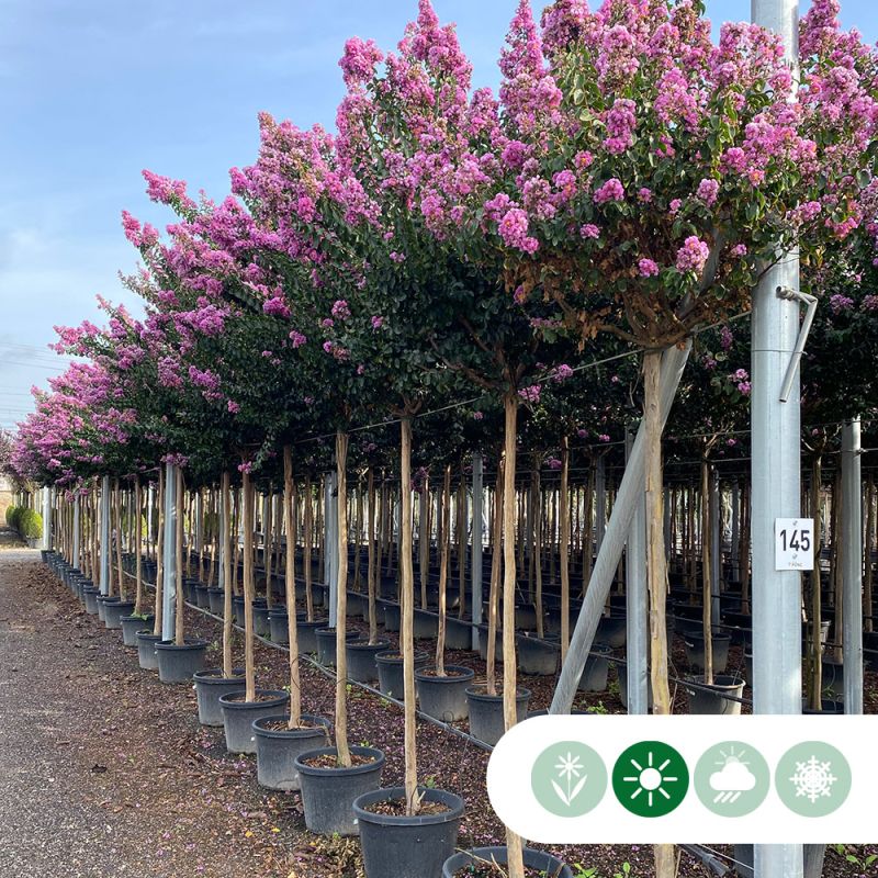 Lagerstroemia Rosea Grassi