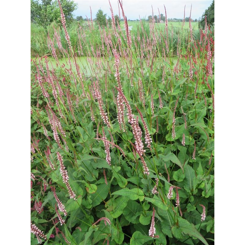 Persicaria amplex. 'Rosea'