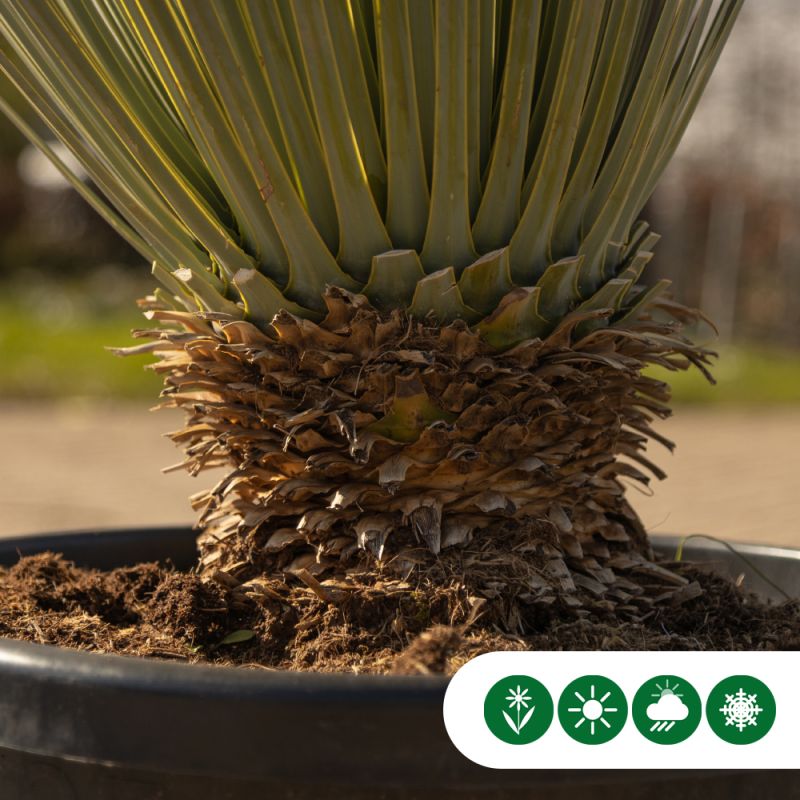 Yucca rostrata 