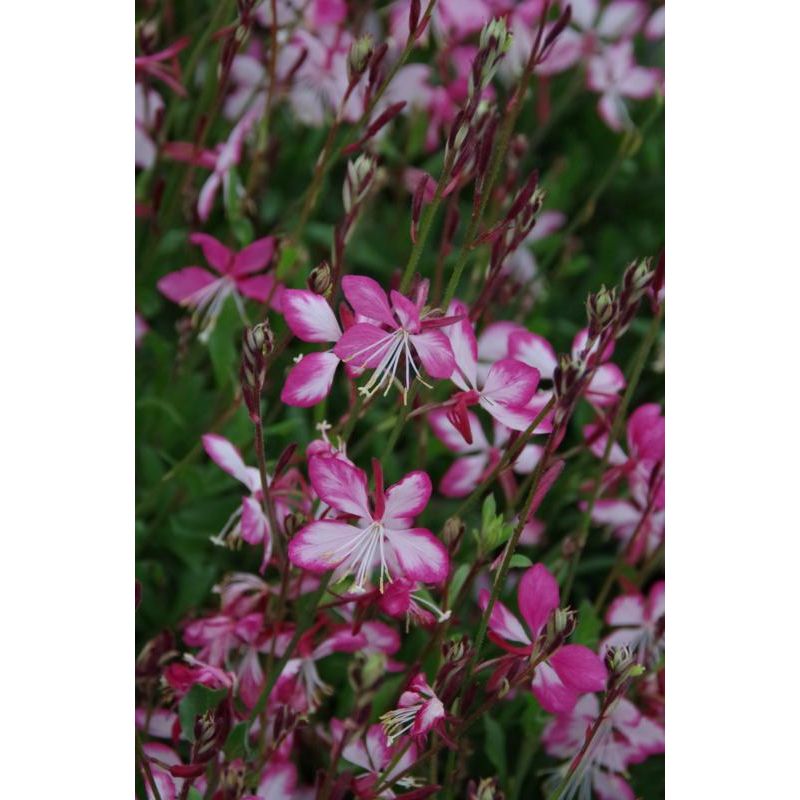 Gaura lindh. 'Rosy Jane'