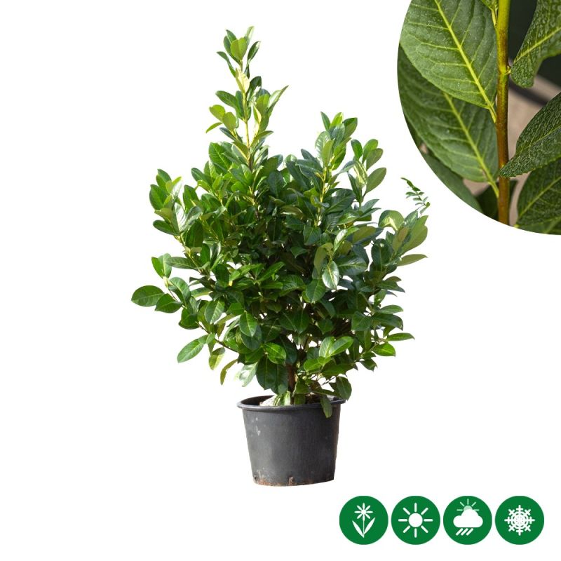 Prunus Rotundifolia - haag