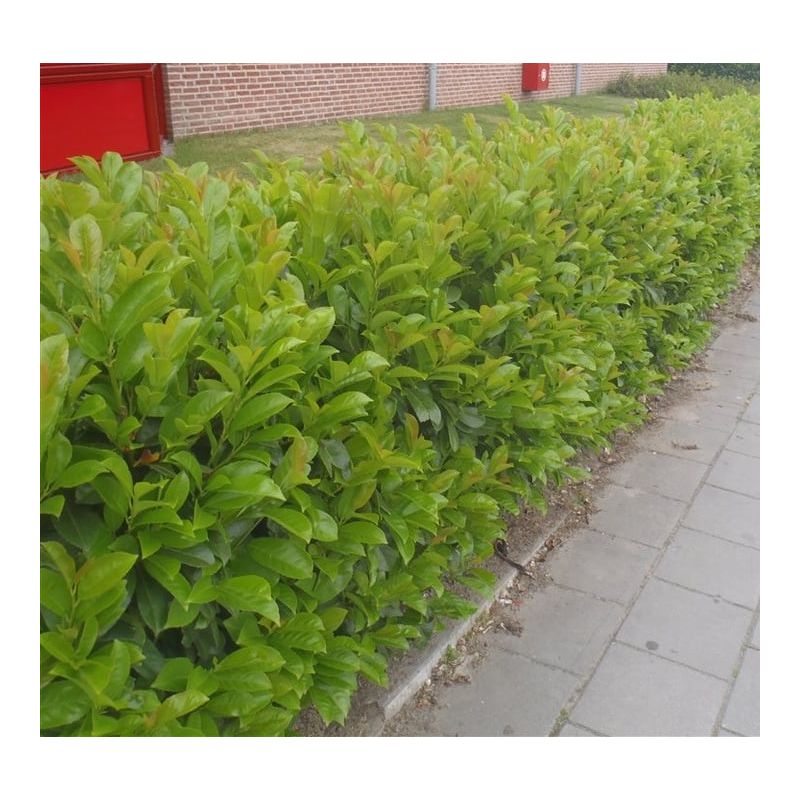 Prunus Rotundifolia - haag