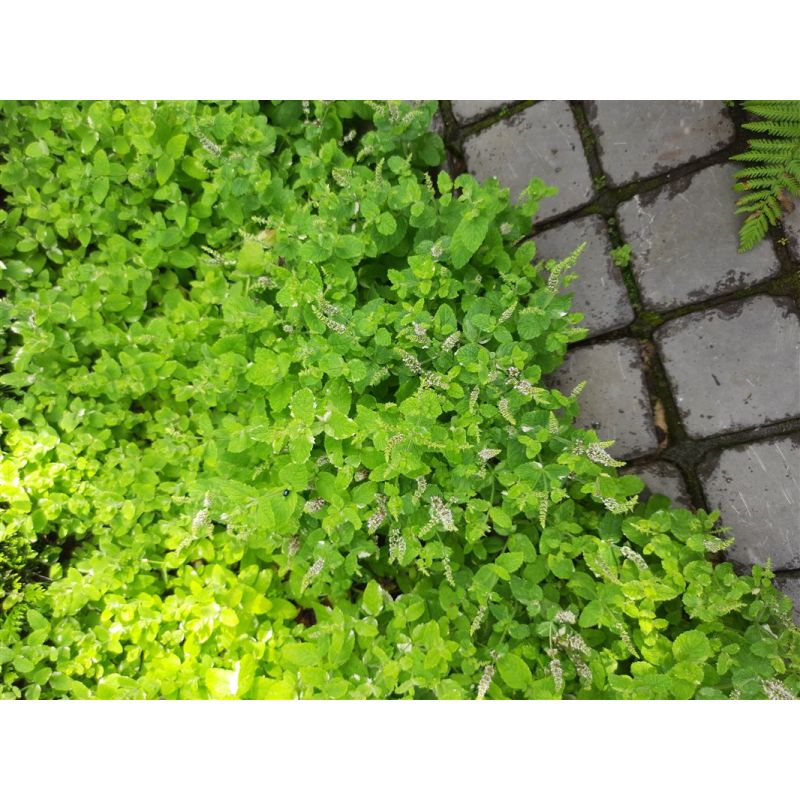 Mentha Rotundifolia Variegata