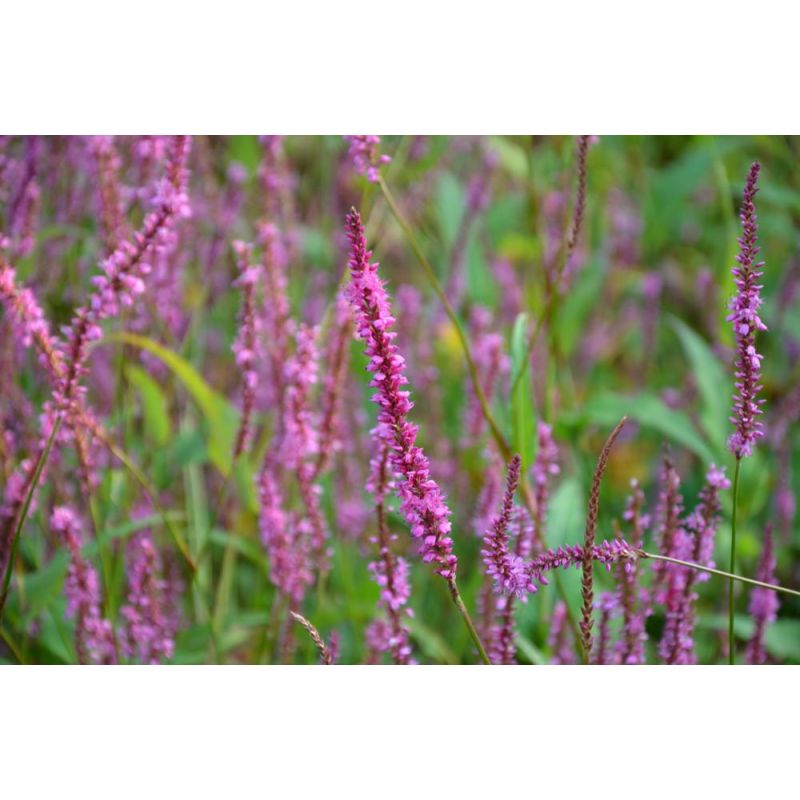 Persicaria amplex. 'Rowden Gem'