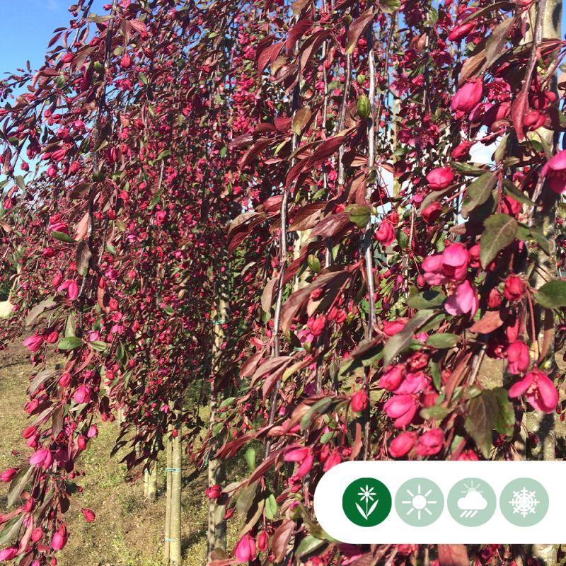 Malus Royal Beauty