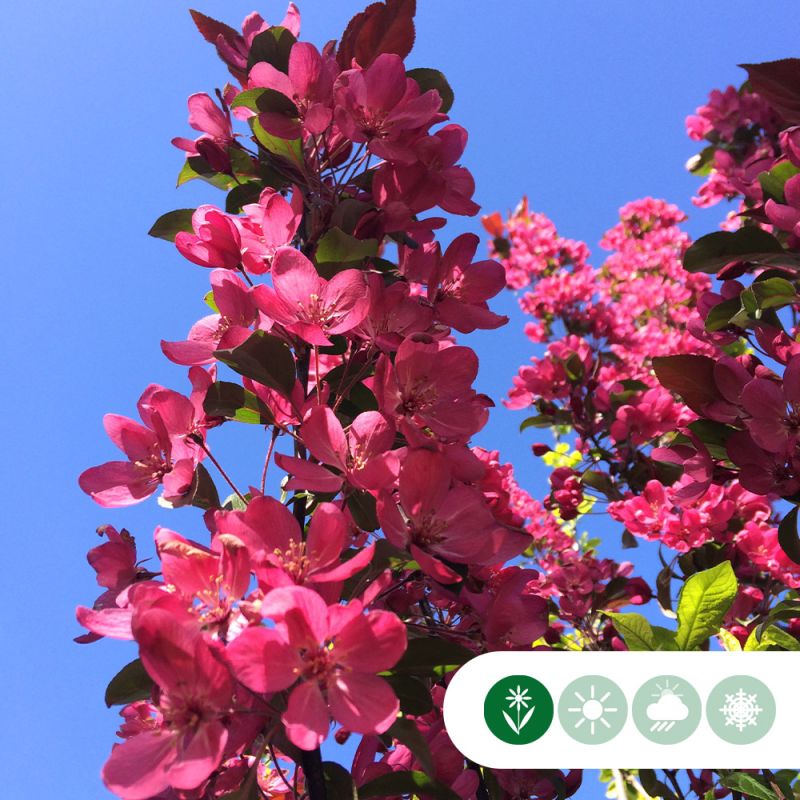 Malus Royal Beauty