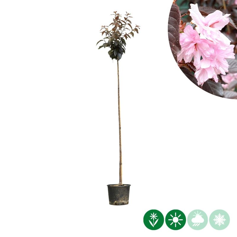 Prunus Royal Burgundy