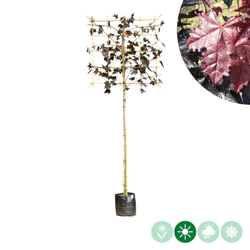 Acer Royal Red - leiboom